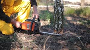 Best Palm Tree Trimming  in Cheraw, SC