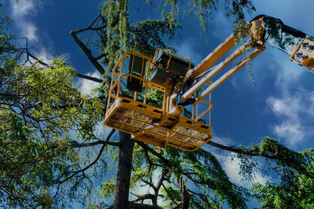 Best Tree Health Inspection  in Cheraw, SC