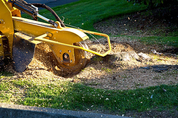 Cheraw, SC Tree Services Company