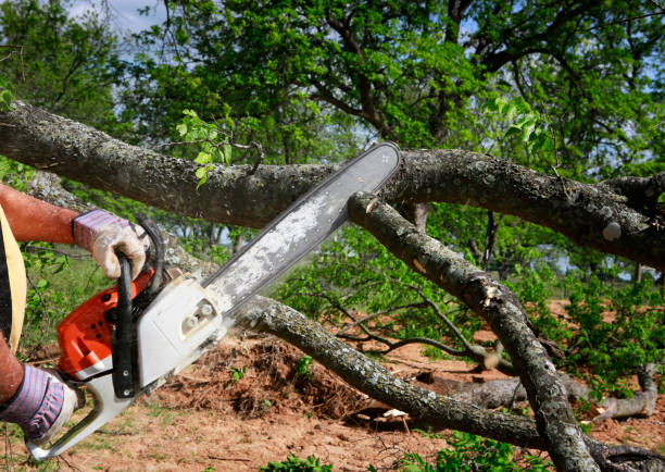 Organic Lawn Care Solutions in Cheraw, SC